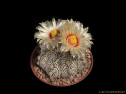 Astrophytum cv. Superkaputo 3425 
